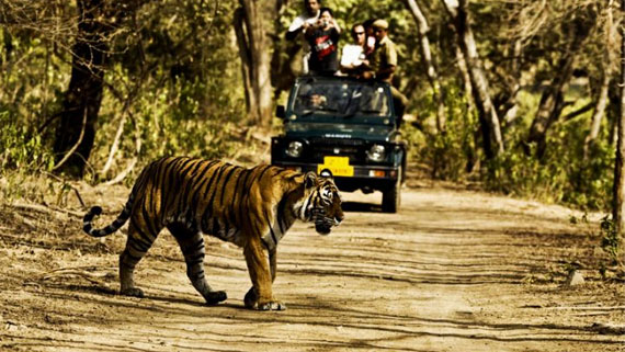 Kullu Manali Volvo Tour Package